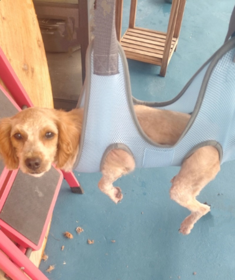 Hamaca para el cuidado de masc - Pet Grooming Hammock Sling Restraint reseña y precio